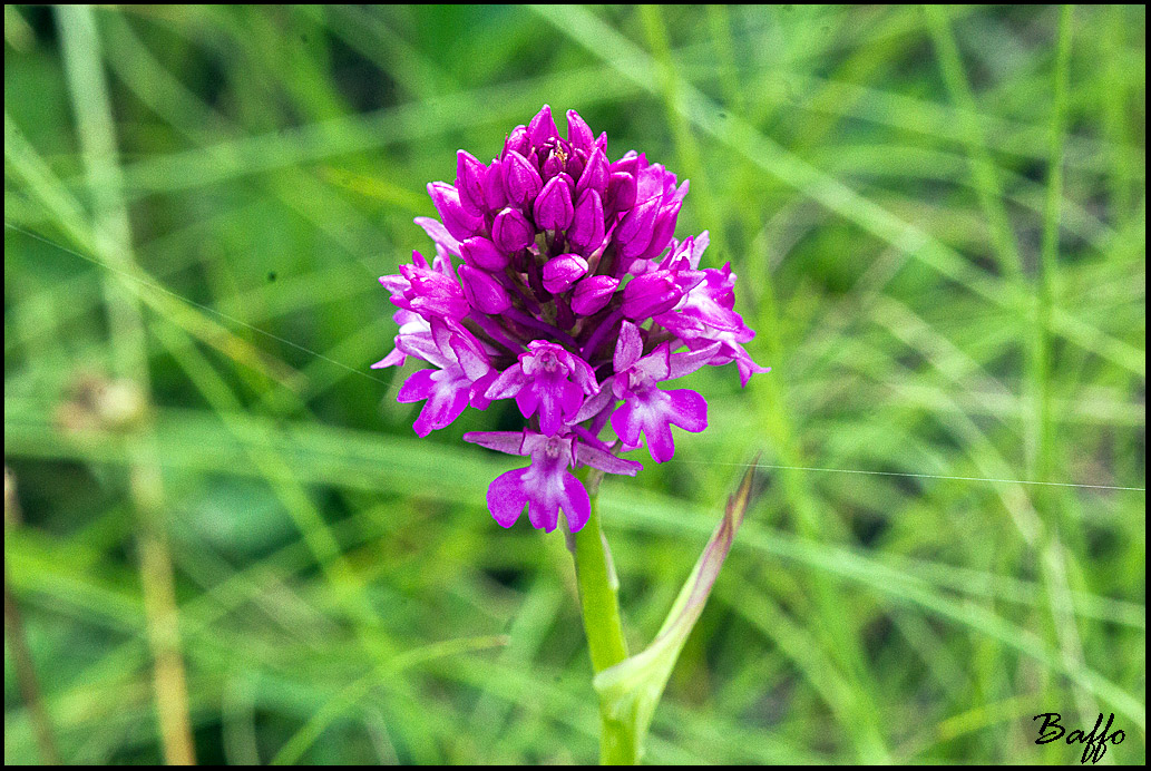 Anacampus pyramidalis ?